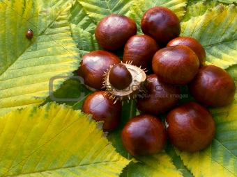 heap of horse-chestnuts
