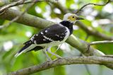 black-collared starling