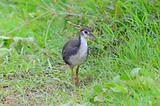 juvenile white-breasted waterhen