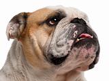 Close-up of English Bulldog, 6 years old, in front of white background