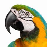 Close-up of Blue-and-Yellow Macaw, Ara ararauna, 16 months old, in front of white background