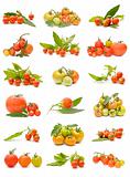 ecological tomatoes