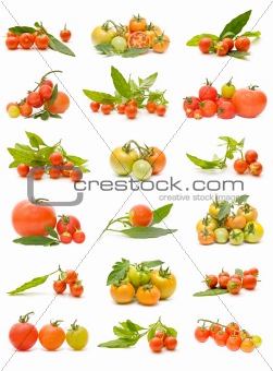 ecological tomatoes
