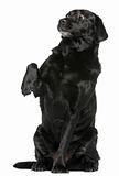 Labrador Retriever, 8 years old, sitting in front of white background