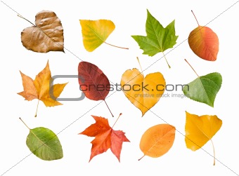 seasons leaves 
