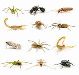 variety of insects