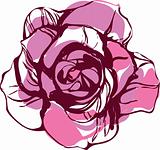 pink tea rose