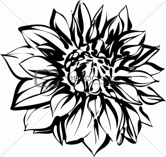 black and white sketch of chrysanthemum