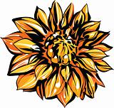 colored sketch of chrysanthemum