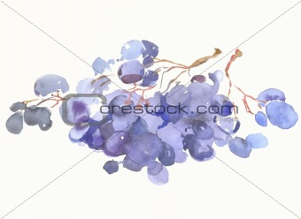 a grape by watercolour