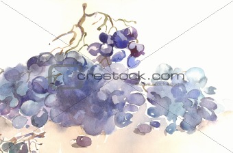 a grape by watercolour