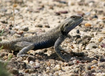 Lizard with blue scales in a profile