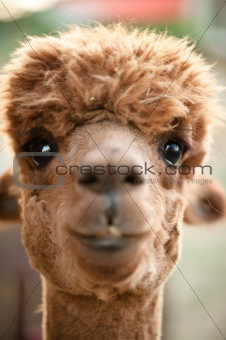 brown alpaca