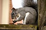 Grey Squirrel Eats a nut