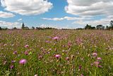 Meadow with wild pink flowers