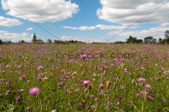 Meadow with wild pink flowers