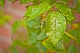 Wet rose leaf