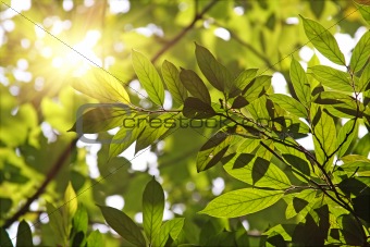  Leaves against the morning sun