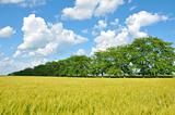Golden wheat field, trees and perfect blue sky