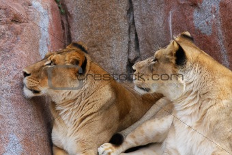 Two Lionesses looking up