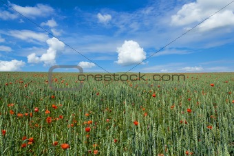 landscape with field of red poppies