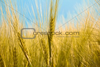detail of organic yellow summer grains
