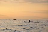 killer whale swimming off Victoria, B.C. at dusk