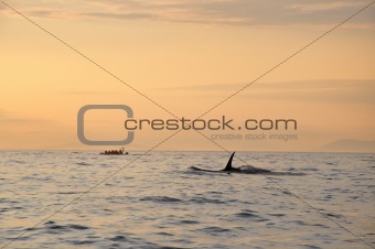 killer whale swimming off Victoria, B.C. at dusk