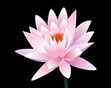 abstract pink lotus flower