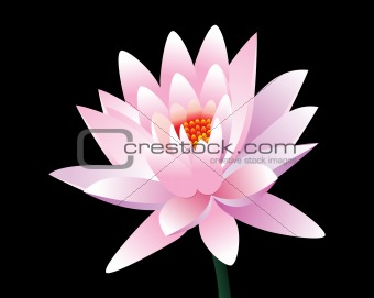 abstract pink lotus flower