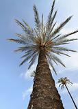 Palm tree(8).jpg