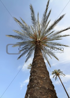 Palm tree(8).jpg