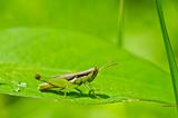 grasshopper in green nature