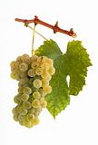 White grapes on a branch with leaf and white background