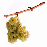 white grapes on the border with a white background