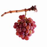 Pink Traminer grapes at the border and white background
