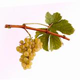 White grapes on a branch with leaf and white background