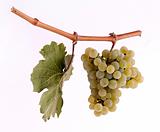 Riesling grapes on a branch with leaf and white background