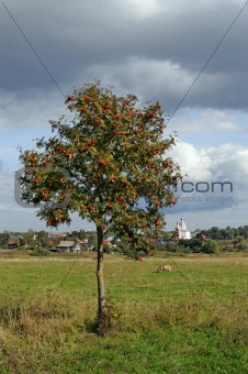 Mountain ash tree on meadow and Russian town Suzdal on horizon