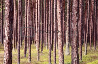 Pine forest trunks.