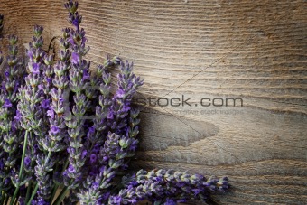 Fresh lavender