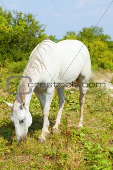 White Horse Grazing