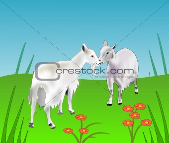 Friendly Goats