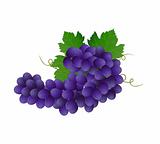 Violet grape