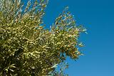 Olive tree branches