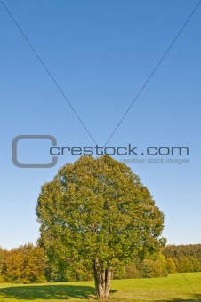 tree in autumnal light