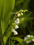 Blossoming lily of the valley