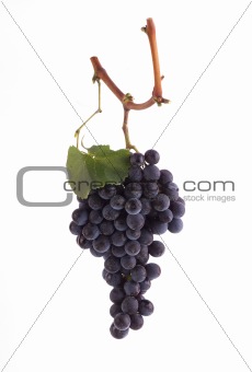 Pinot Noir grapes on a branch with leaf and white background