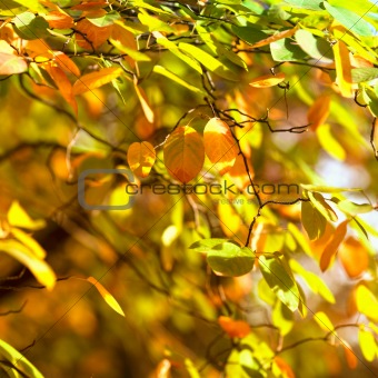Colorful autumn leaves in beautiful sunlight