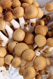 Mushrooms King Trumpet